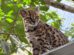 Lo llaman Tilcayo (Leopardus tilcayo), es más pequeño que un gato doméstico