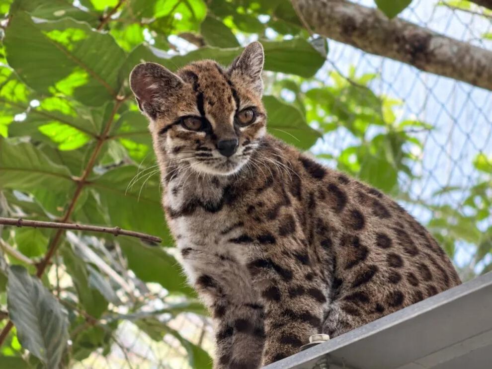 Lo llaman Tilcayo (Leopardus tilcayo), es más pequeño que un gato doméstico