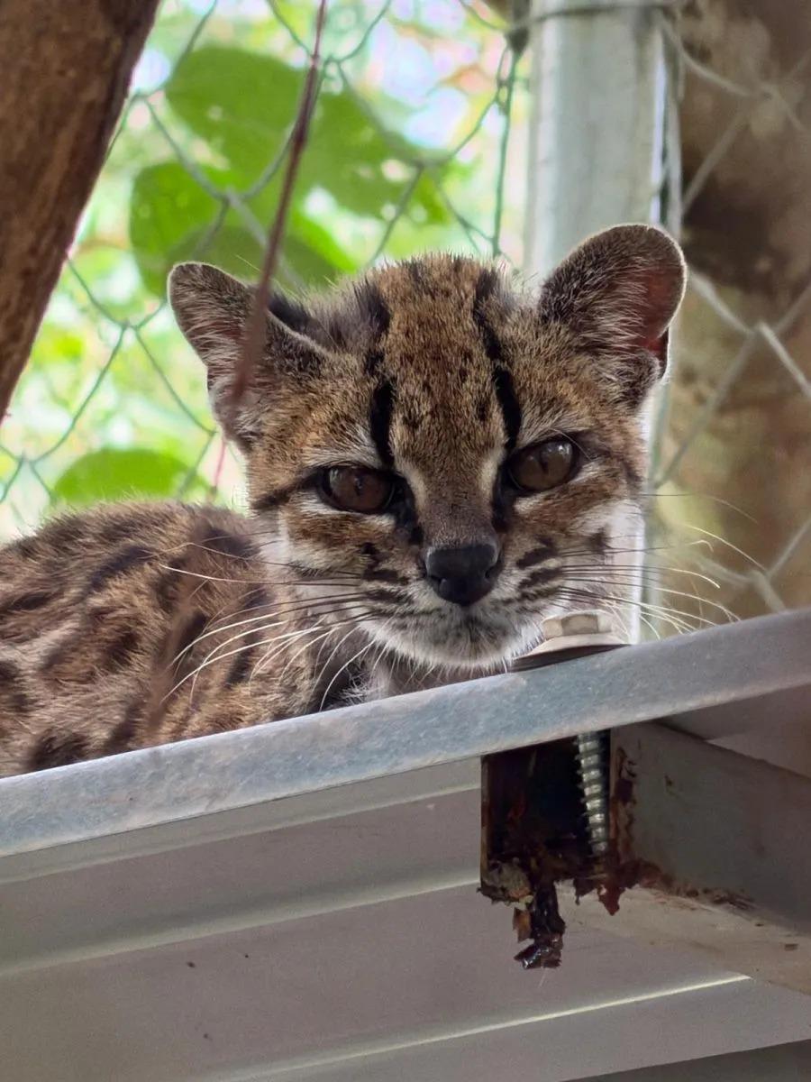 Nuevo felino en los Yungas sorprende al mundo