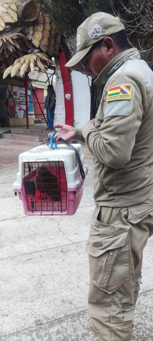 Imagen del animal