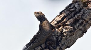 Lagartija