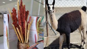 quinua y una llama
