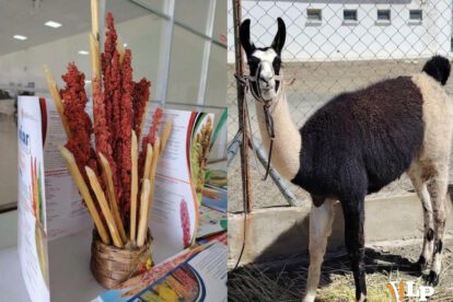 quinua y una llama