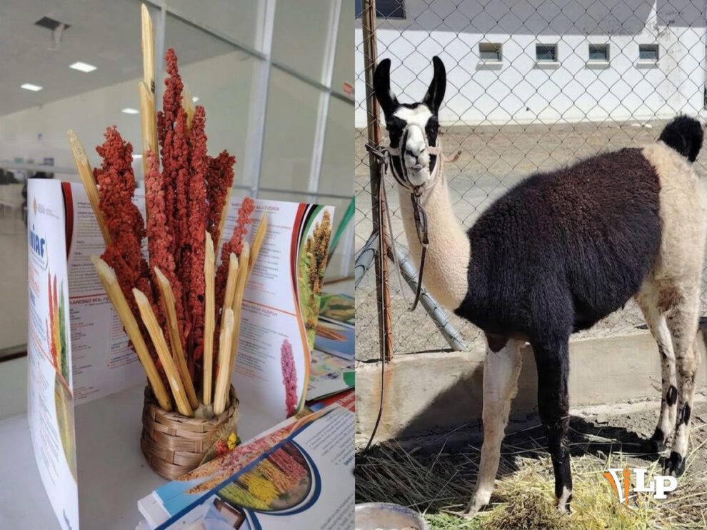 quinua y una llama