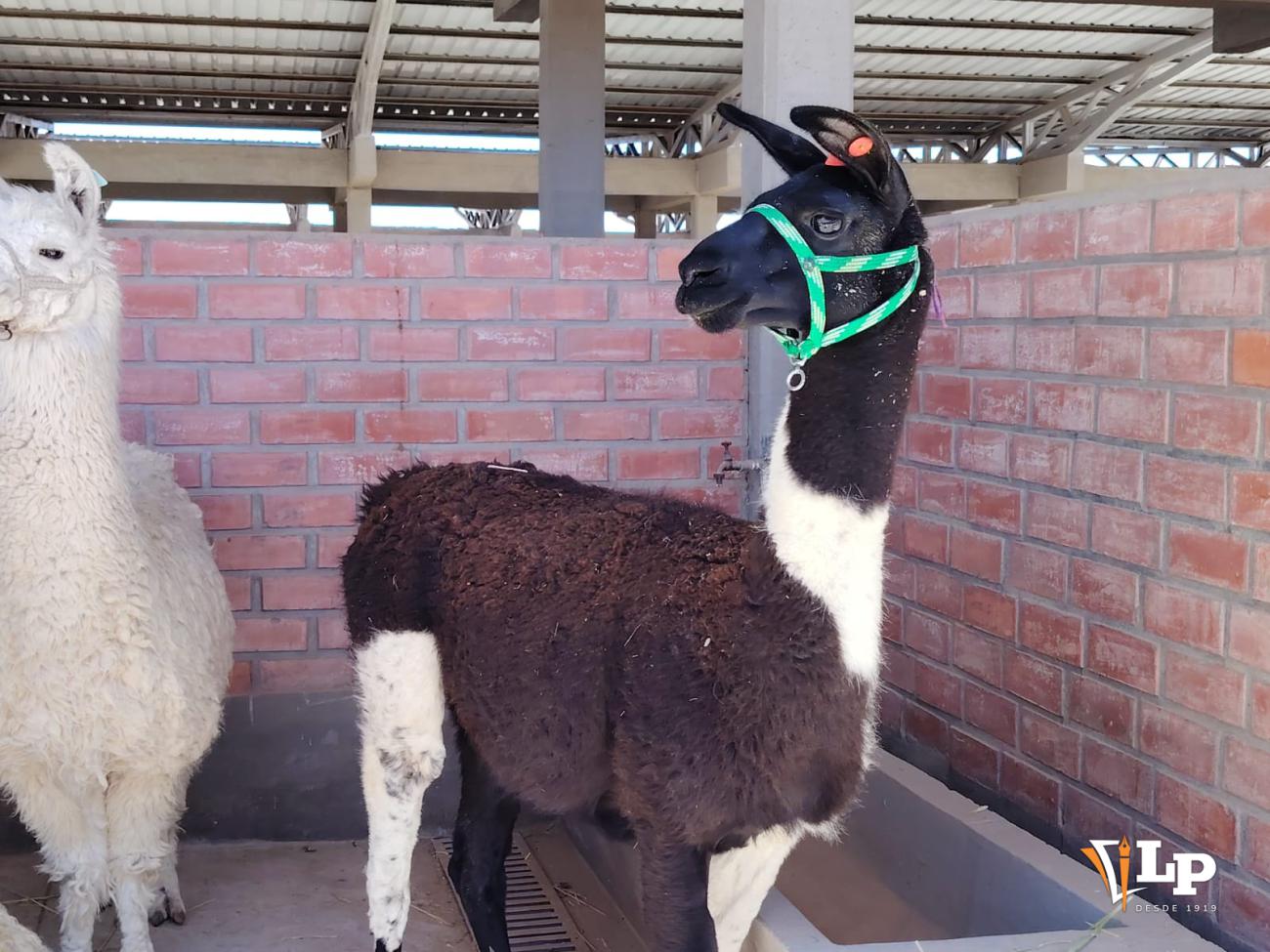 llama de Oruro