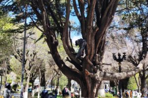 poda de árbol en Oruro