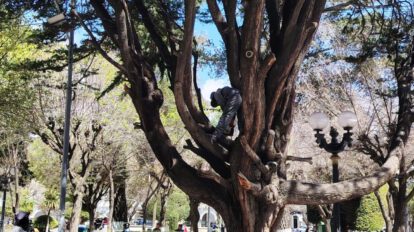 poda de árbol en Oruro