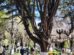 poda de árbol en Oruro
