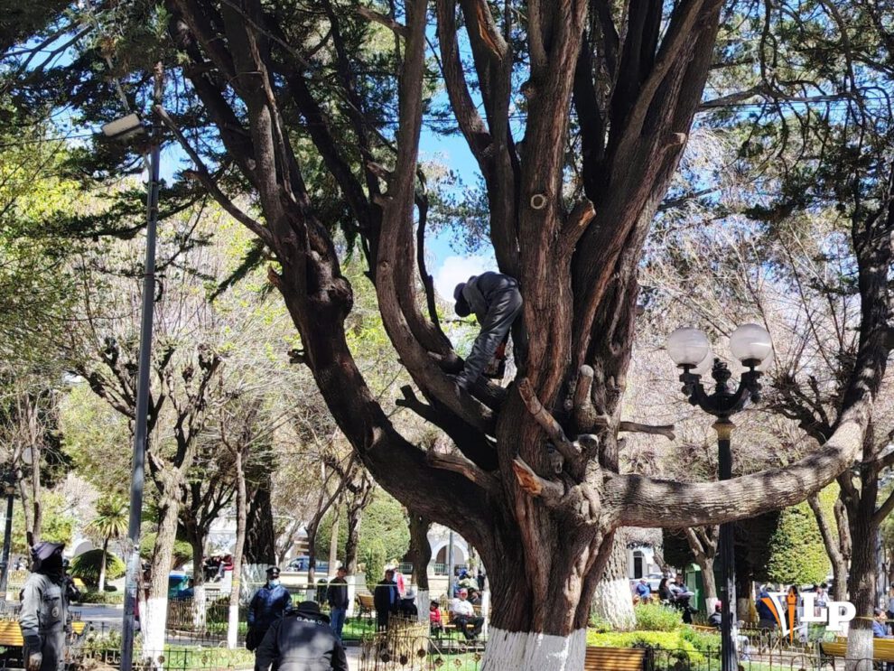 poda de árbol en Oruro