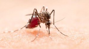 Mosquito Chikunguña