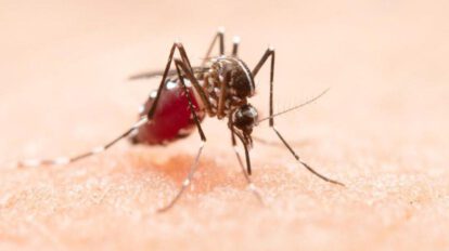 Mosquito Chikunguña