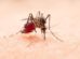 Mosquito Chikunguña