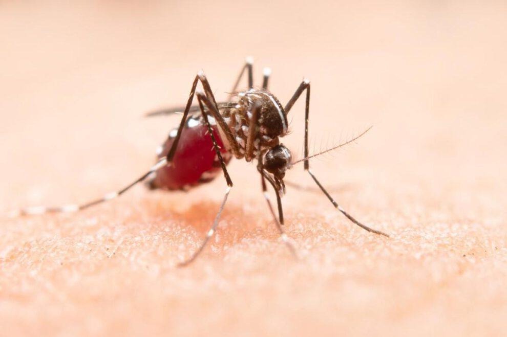 Mosquito Chikunguña