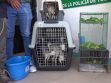 14 cotorritas ala amarilla, dos cotorras pecho plomo, individuos juveniles de piyos y una tortuga curichera