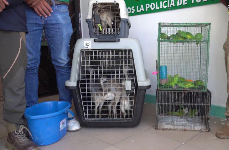14 cotorritas ala amarilla, dos cotorras pecho plomo, individuos juveniles de piyos y una tortuga curichera