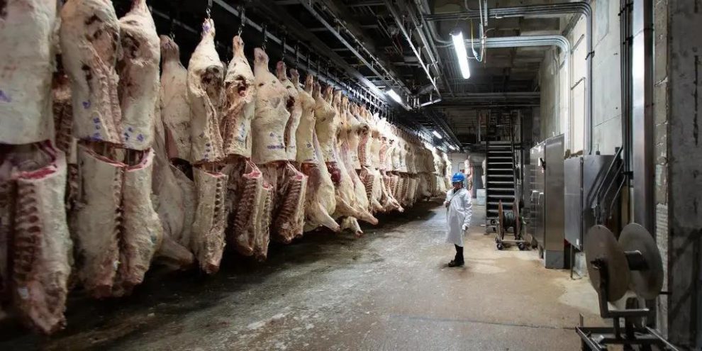 carne para exportación