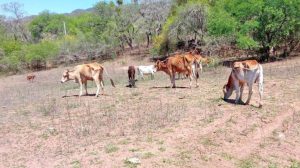 Vacas en el campo