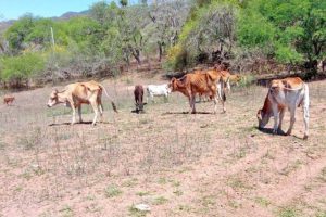 Vacas en el campo