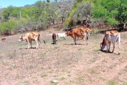 Vacas en el campo