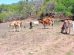 Vacas en el campo