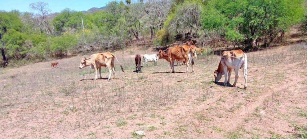Vacas en el campo
