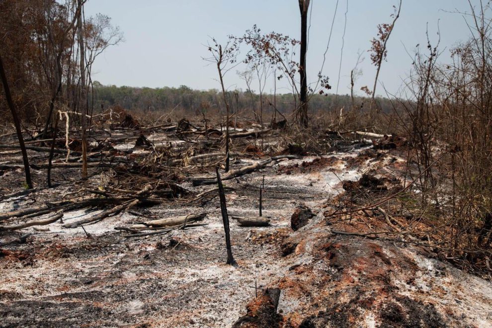 deforestación