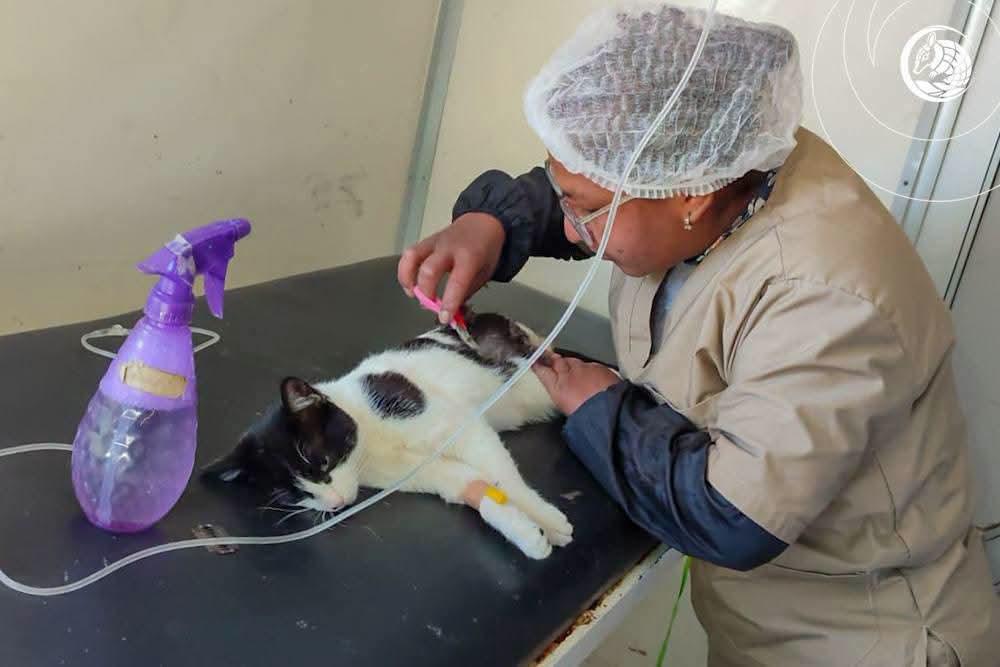 Esterilización