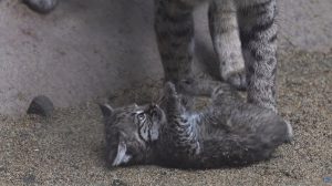 cría de lince rojo