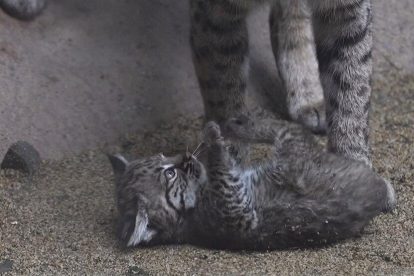 cría de lince rojo