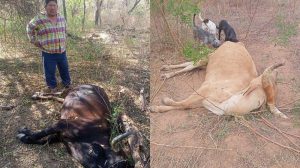 Muerte de ganado por la sequía que se registra en el departamento de Chuquisaca