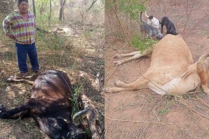 Muerte de ganado por la sequía que se registra en el departamento de Chuquisaca