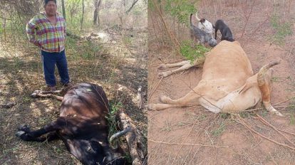 Muerte de ganado por la sequía que se registra en el departamento de Chuquisaca
