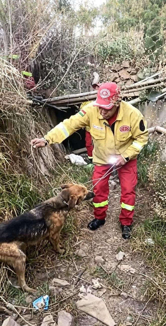Un bombero guía al perro a lugar seguro tras sacarlo del canal