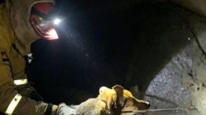 Efectivos de Bomberos descienden al estrecho conducto para alcanzar al canino