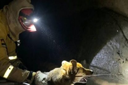 Efectivos de Bomberos descienden al estrecho conducto para alcanzar al canino