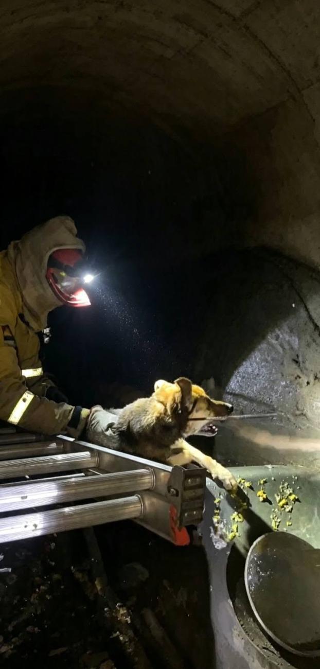 Efectivos de Bomberos descienden al estrecho conducto para alcanzar al canino