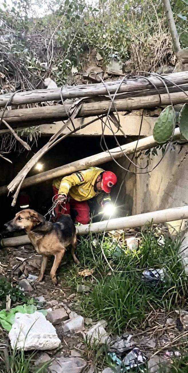 El animal vuelve a la superficie guiado por los rescatistas