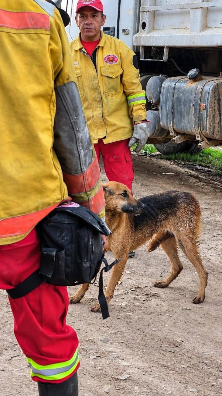 El perro a salvo junto al equipo de Bomberos