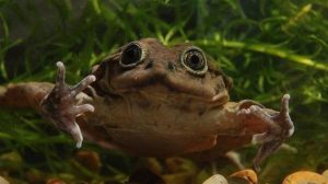 rana gigante