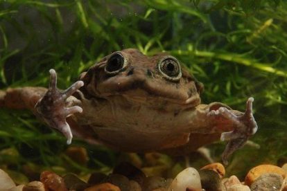 rana gigante