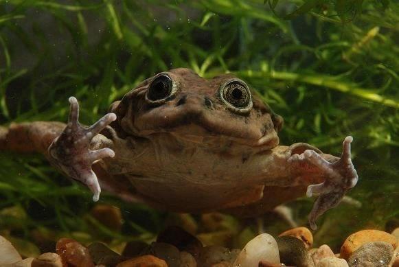 rana gigante