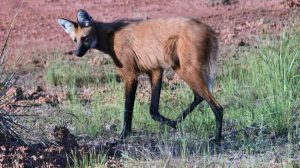 El borochi destaca por sus patas largas, su cuerpo delgado, el pelaje rojizo y la característica crin negra sobre el cuello