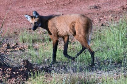 El borochi destaca por sus patas largas, su cuerpo delgado, el pelaje rojizo y la característica crin negra sobre el cuello