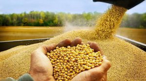 soya