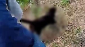 Una persona maltratando un gato