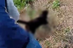 Una persona maltratando un gato