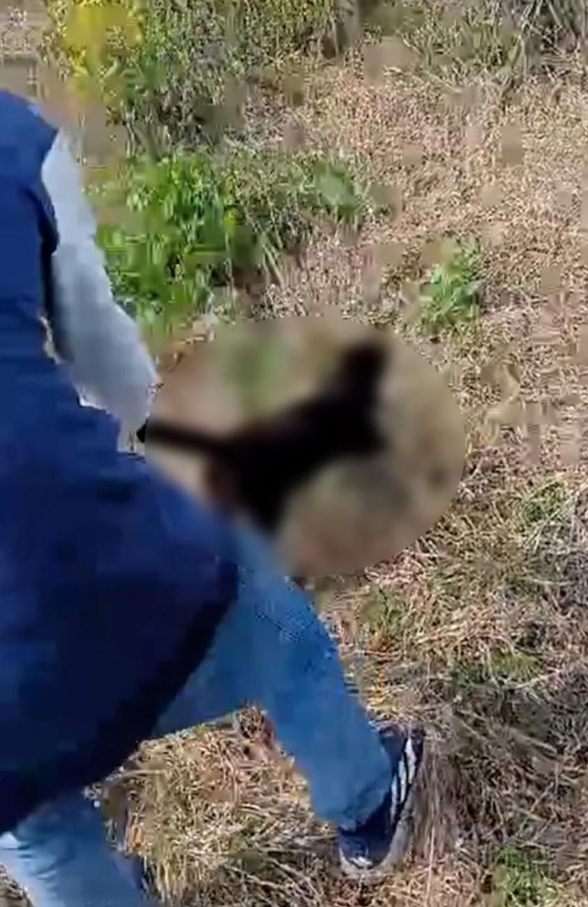 Una persona maltratando un gato
