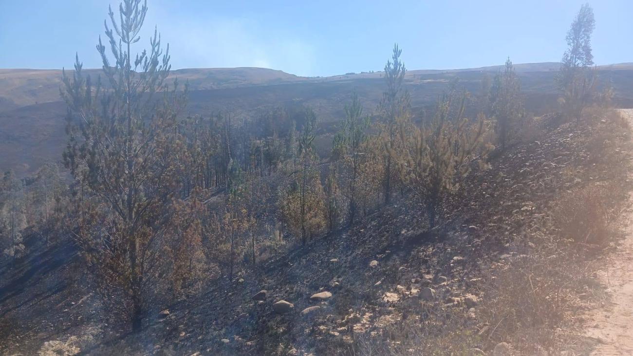 incendio forestal