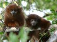 Un lucachi cenizo (Plecturocebus modestus), uno de los únicos primates exclusivos de Bolivia
