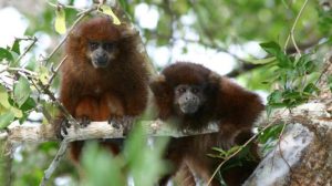 Un lucachi cenizo (Plecturocebus modestus), uno de los únicos primates exclusivos de Bolivia